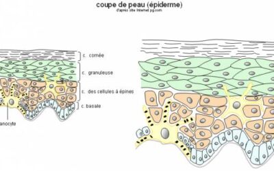 Quelques précisions sur les COSMÉTIQUES
