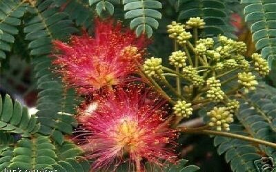 Mimosa tenuiflora