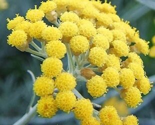 L’immortelle et la peau