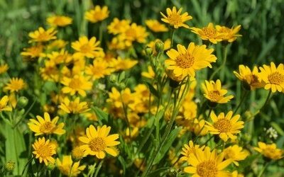 Les bienfaits de l&rsquo;Arnica