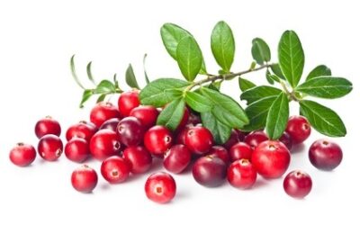 L’efficacité des canneberges ( cranberry) dans les infections urinaires