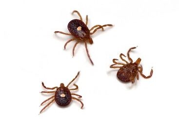 Les tiques peuvent transmettre des maladies