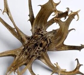 La griffe du diable ou harpagophytum