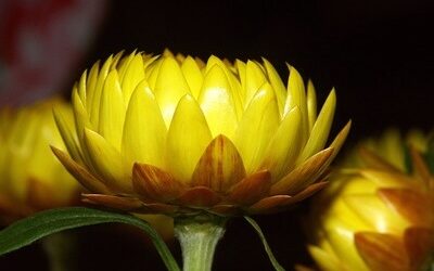 L&rsquo;hélichryse ou immortelle bien utile en dermatologie