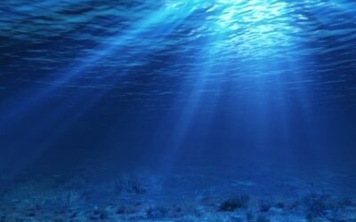 L’AFA ou Algue bleue du lac Klamath