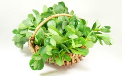 Le Pourpier aliment santé